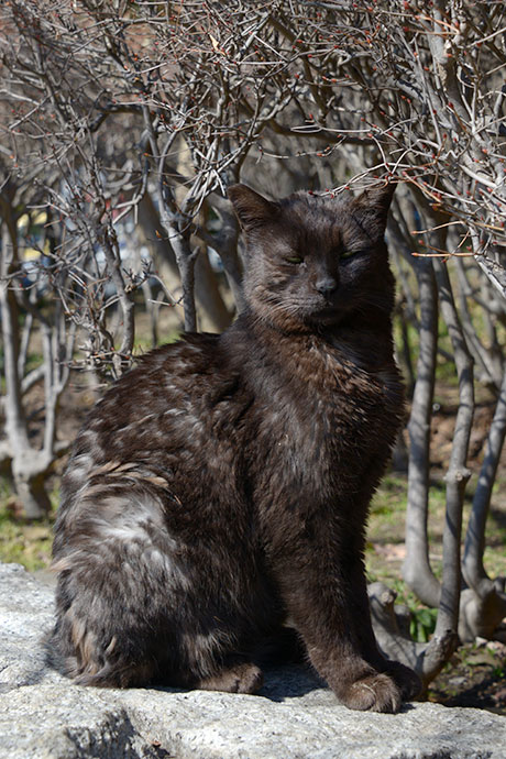 太田区のねこ