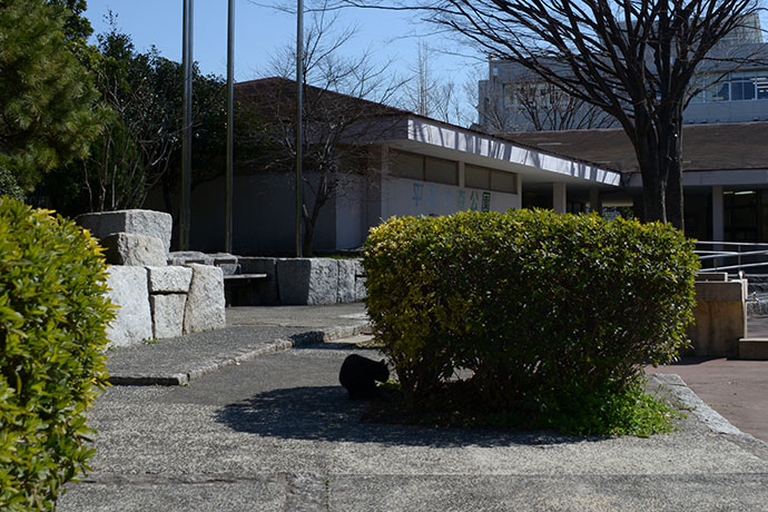 太田区のねこ