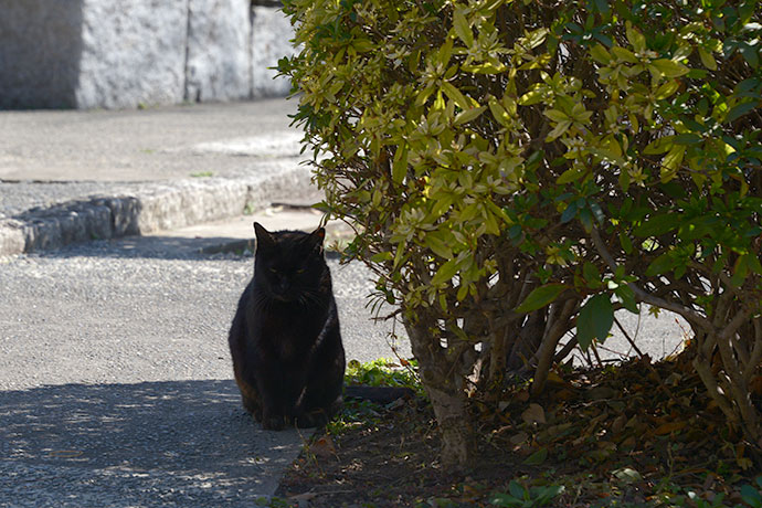 太田区のねこ