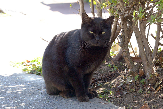 太田区のねこ