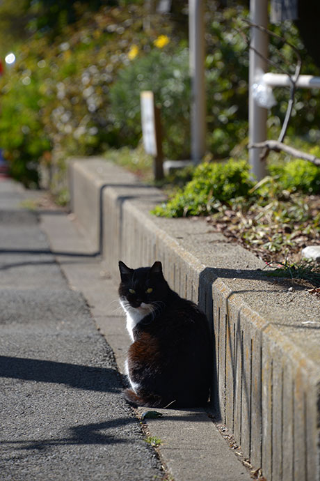 太田区のねこ
