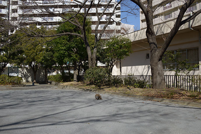 太田区のねこ