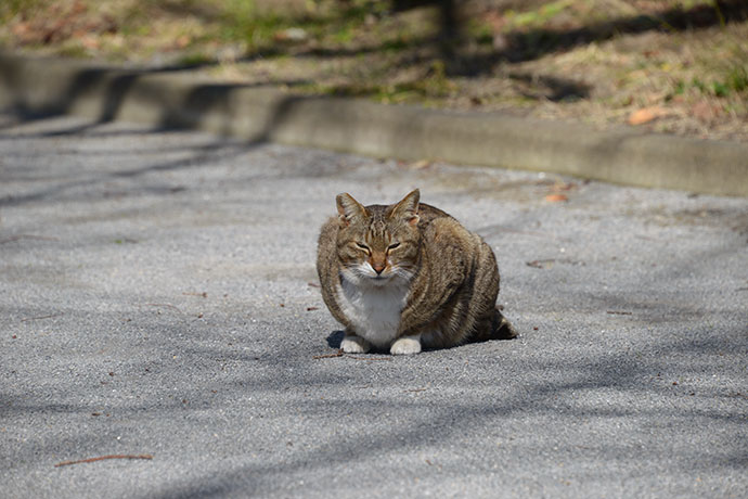 太田区のねこ