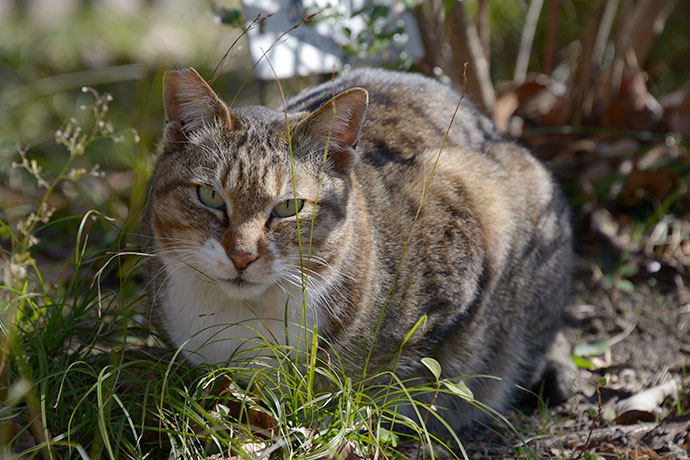 太田区のねこ