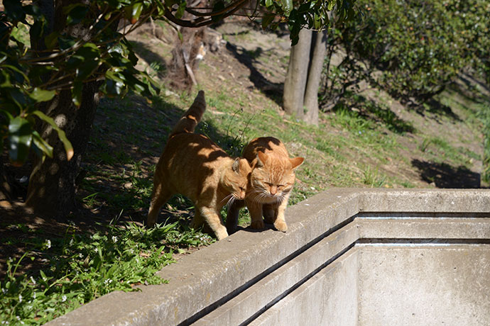 太田区のねこ