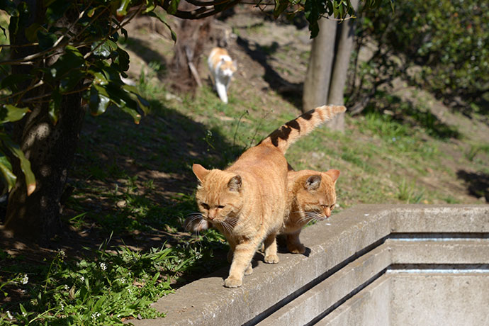 太田区のねこ