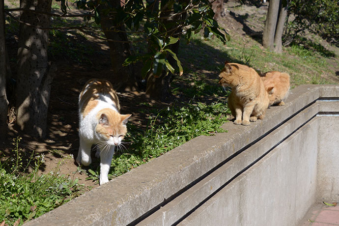 太田区のねこ