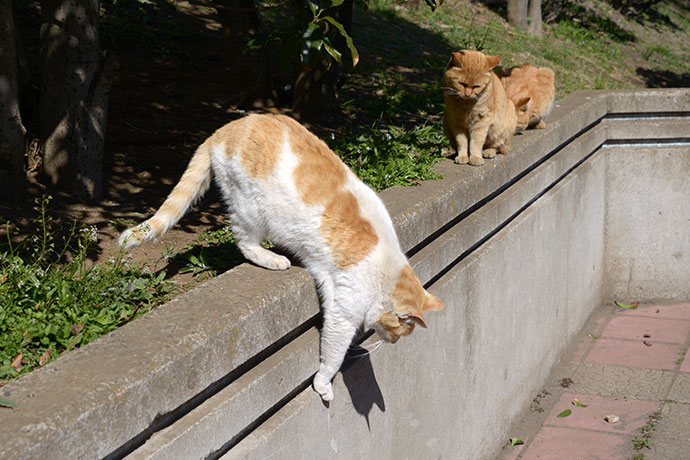 太田区のねこ
