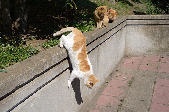 太田区のねこ