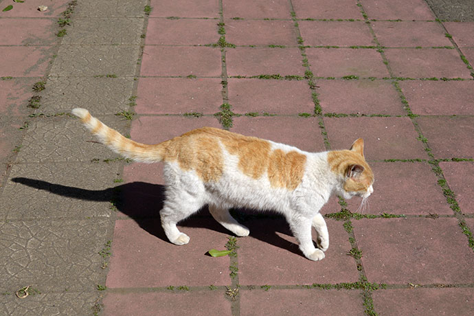 太田区のねこ