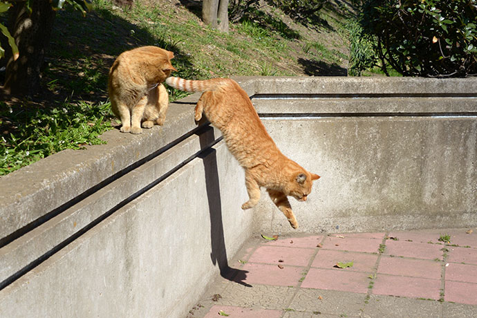 太田区のねこ