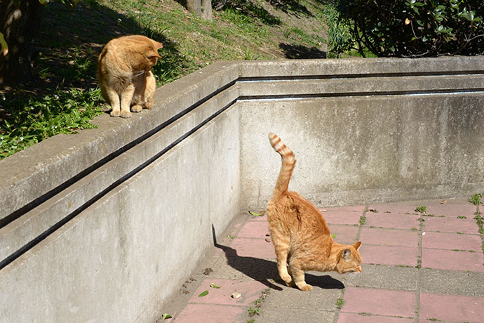 太田区のねこ