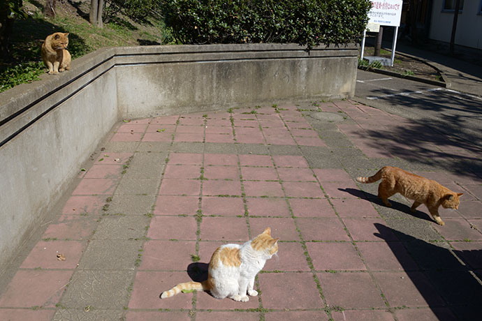 太田区のねこ