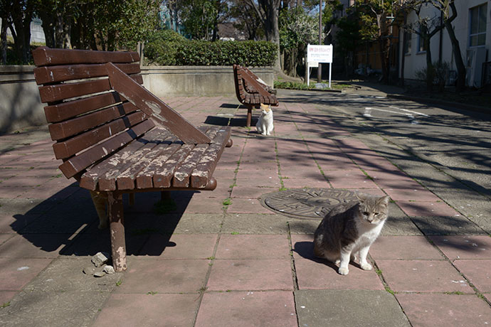 太田区のねこ