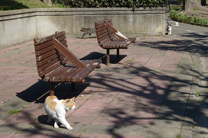 太田区のねこ