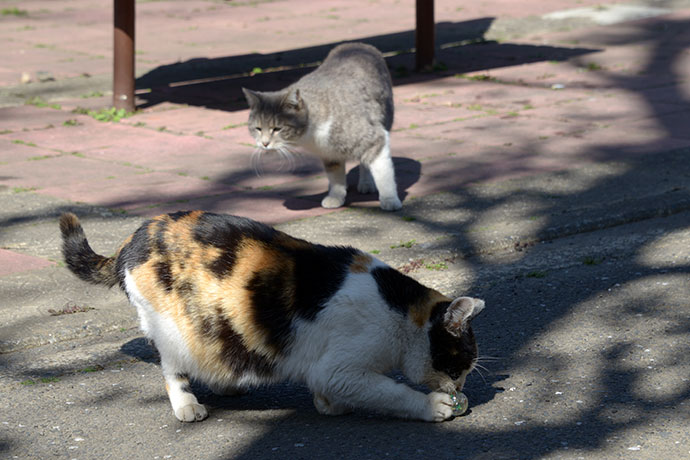 太田区のねこ