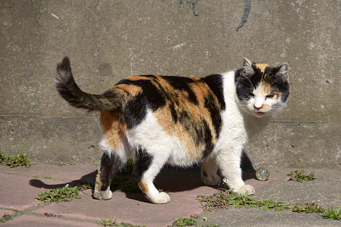 太田区のねこ