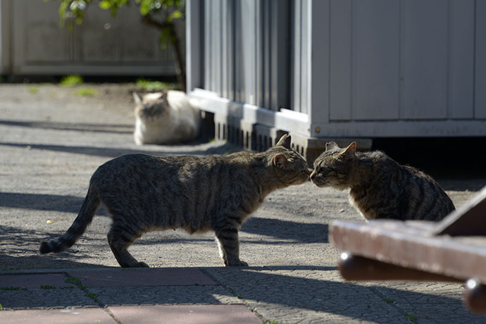 太田区のねこ