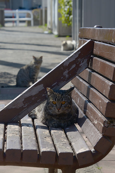 太田区のねこ