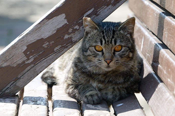 太田区のねこ
