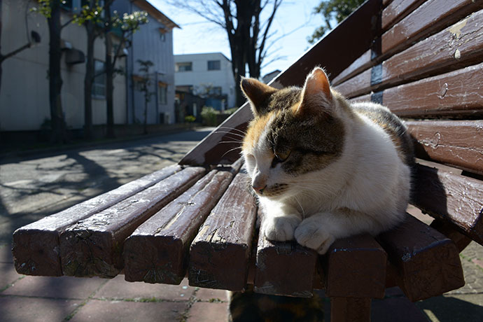 太田区のねこ