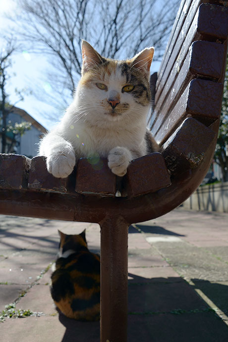 太田区のねこ