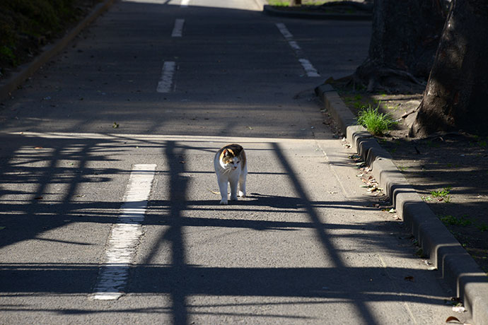 太田区のねこ
