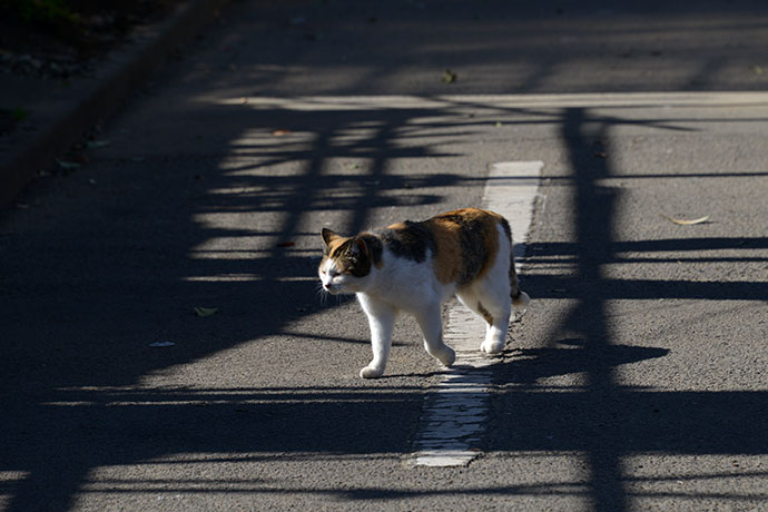 太田区のねこ