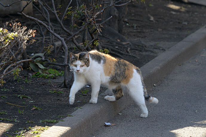 太田区のねこ