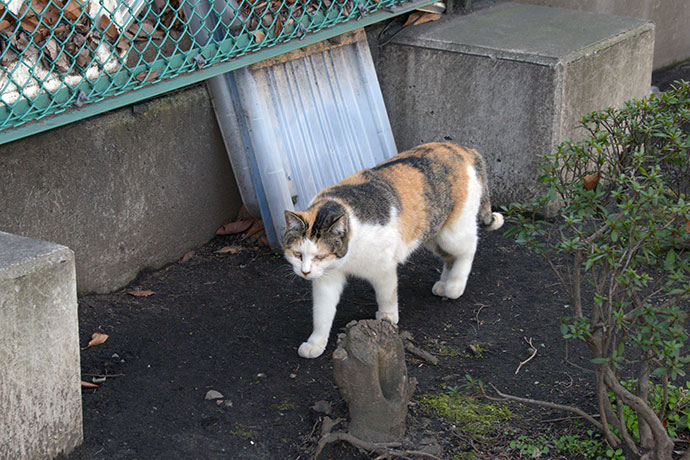 太田区のねこ