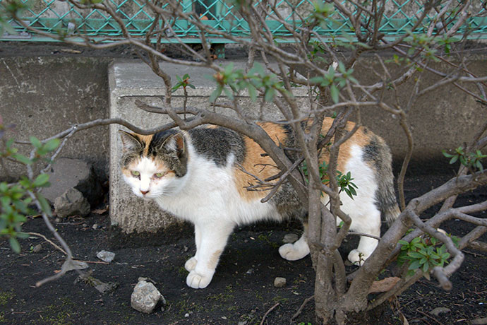太田区のねこ