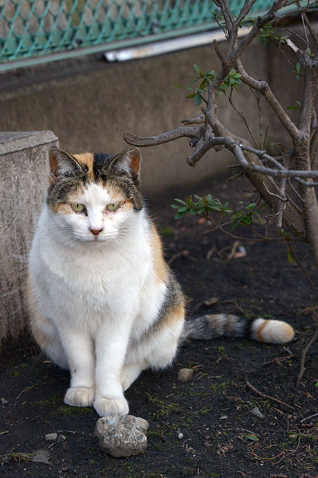 太田区のねこ