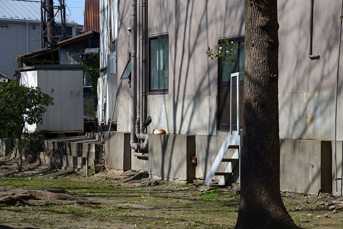 太田区のねこ