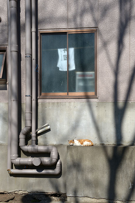 太田区のねこ