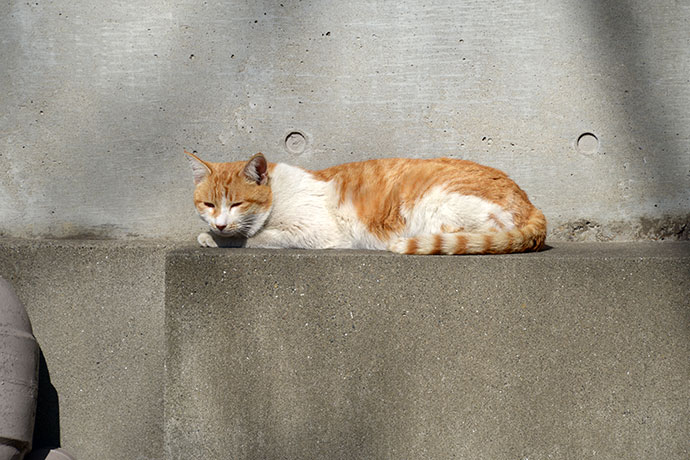 太田区のねこ