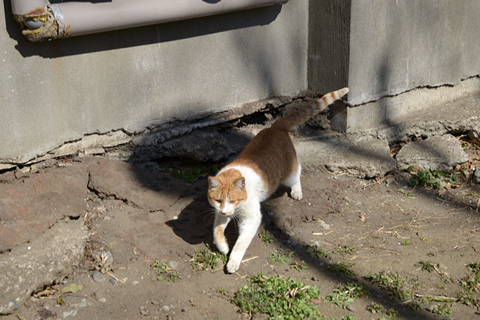 太田区のねこ
