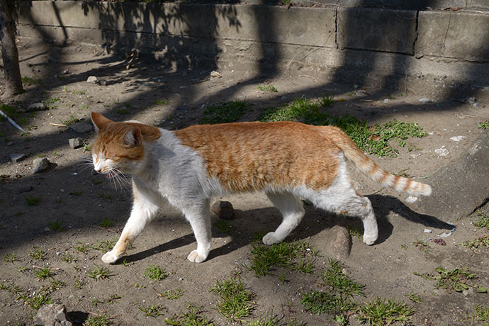 太田区のねこ