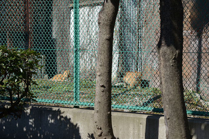 太田区のねこ