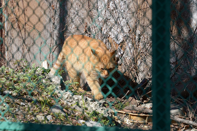 太田区のねこ