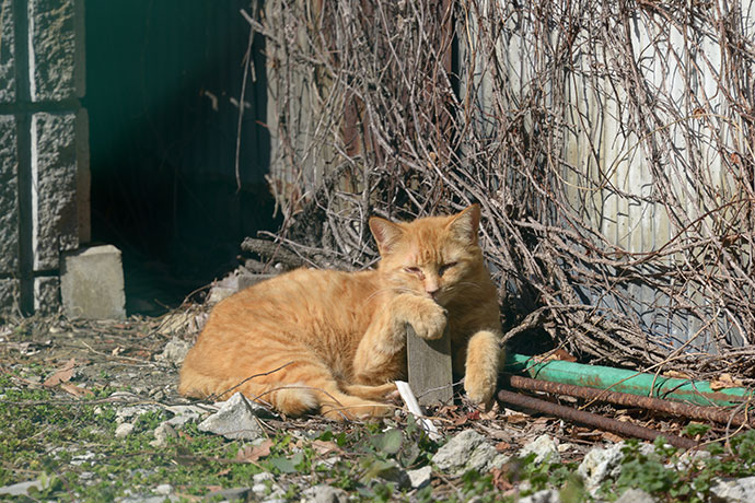 太田区のねこ