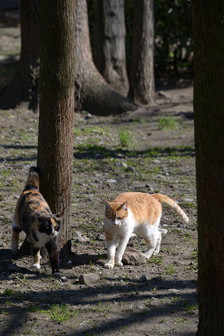 太田区のねこ