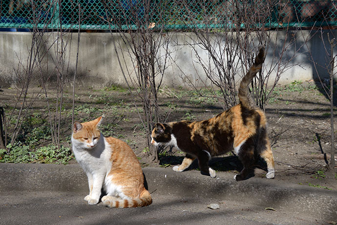 太田区のねこ