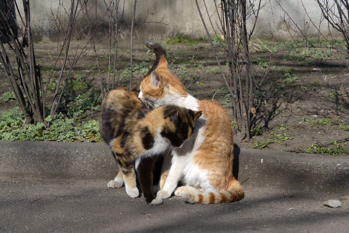 太田区のねこ