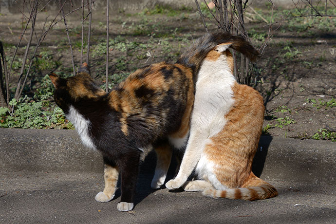 太田区のねこ