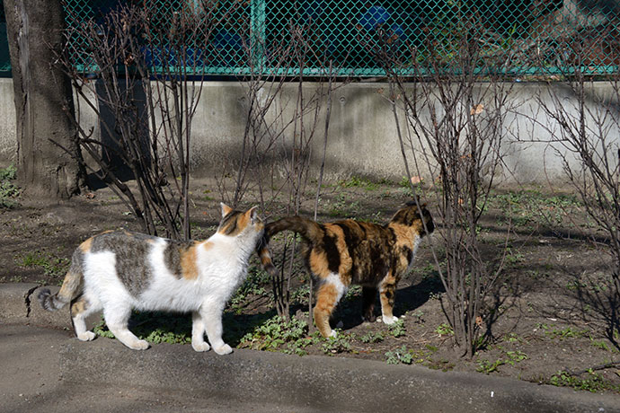 太田区のねこ