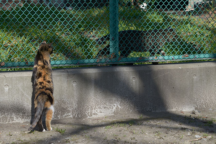 太田区のねこ