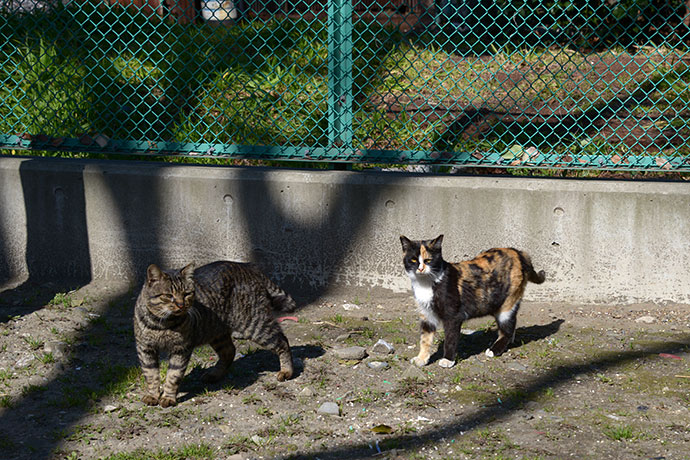 太田区のねこ