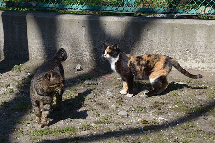 太田区のねこ