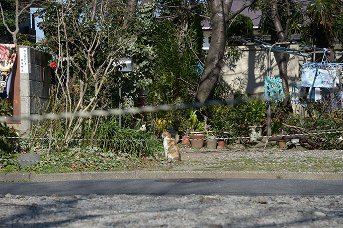 太田区のねこ