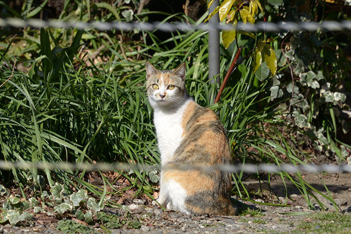 太田区のねこ